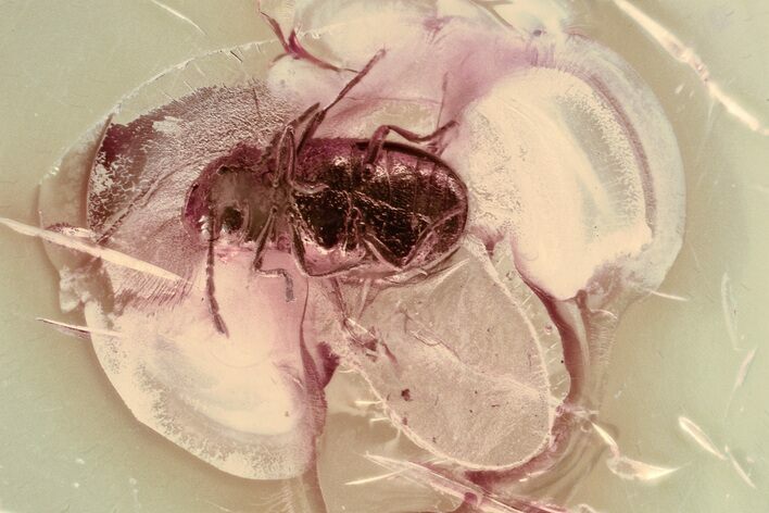 Detailed Fossil Beetle (Ptinidae) in Baltic Amber #325385